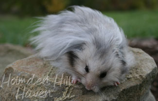 Gunner- Dark Grey Umbrous Longhaired Male Syrian Hamster